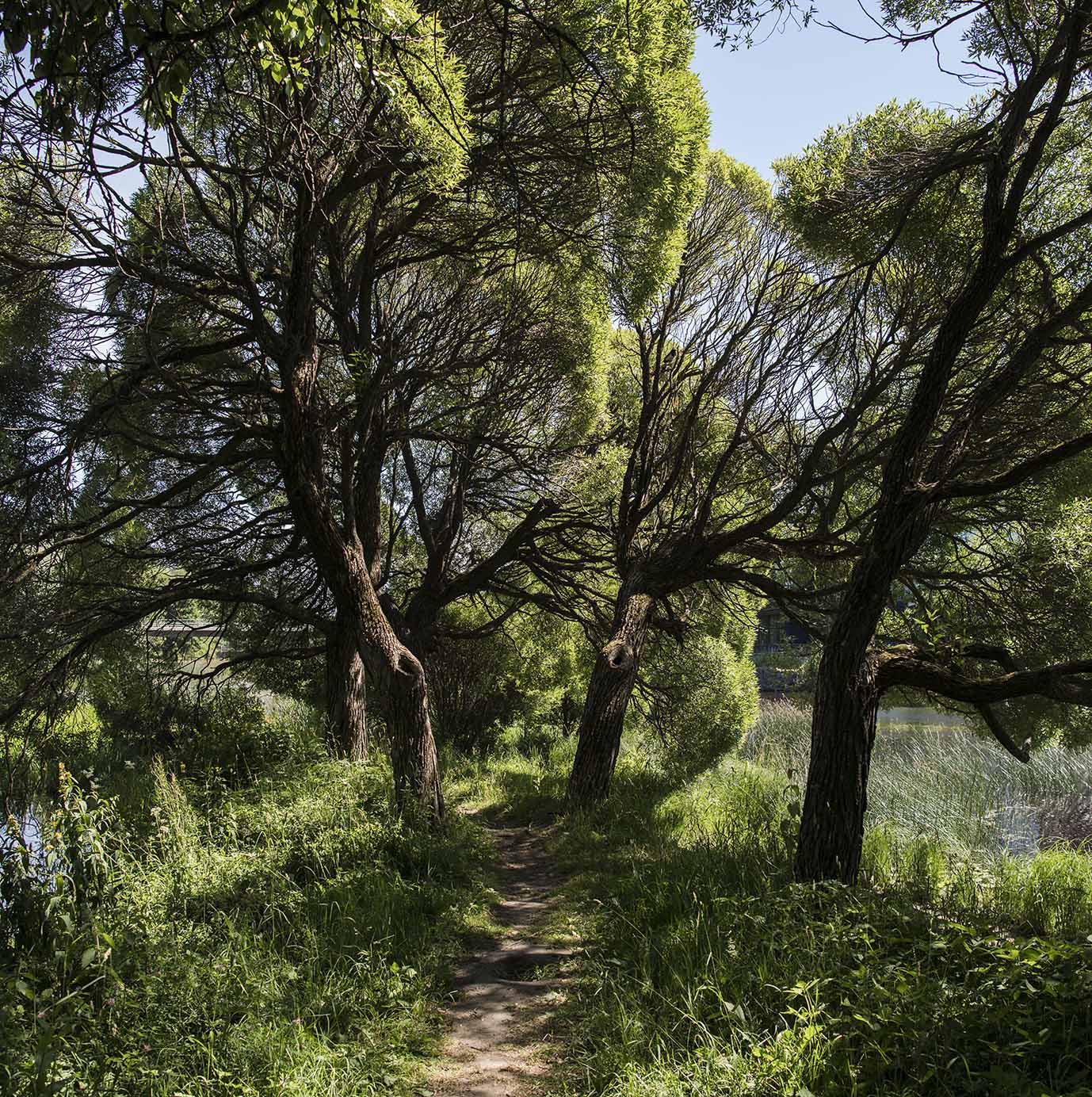 Boulongnerskogen i Gävle