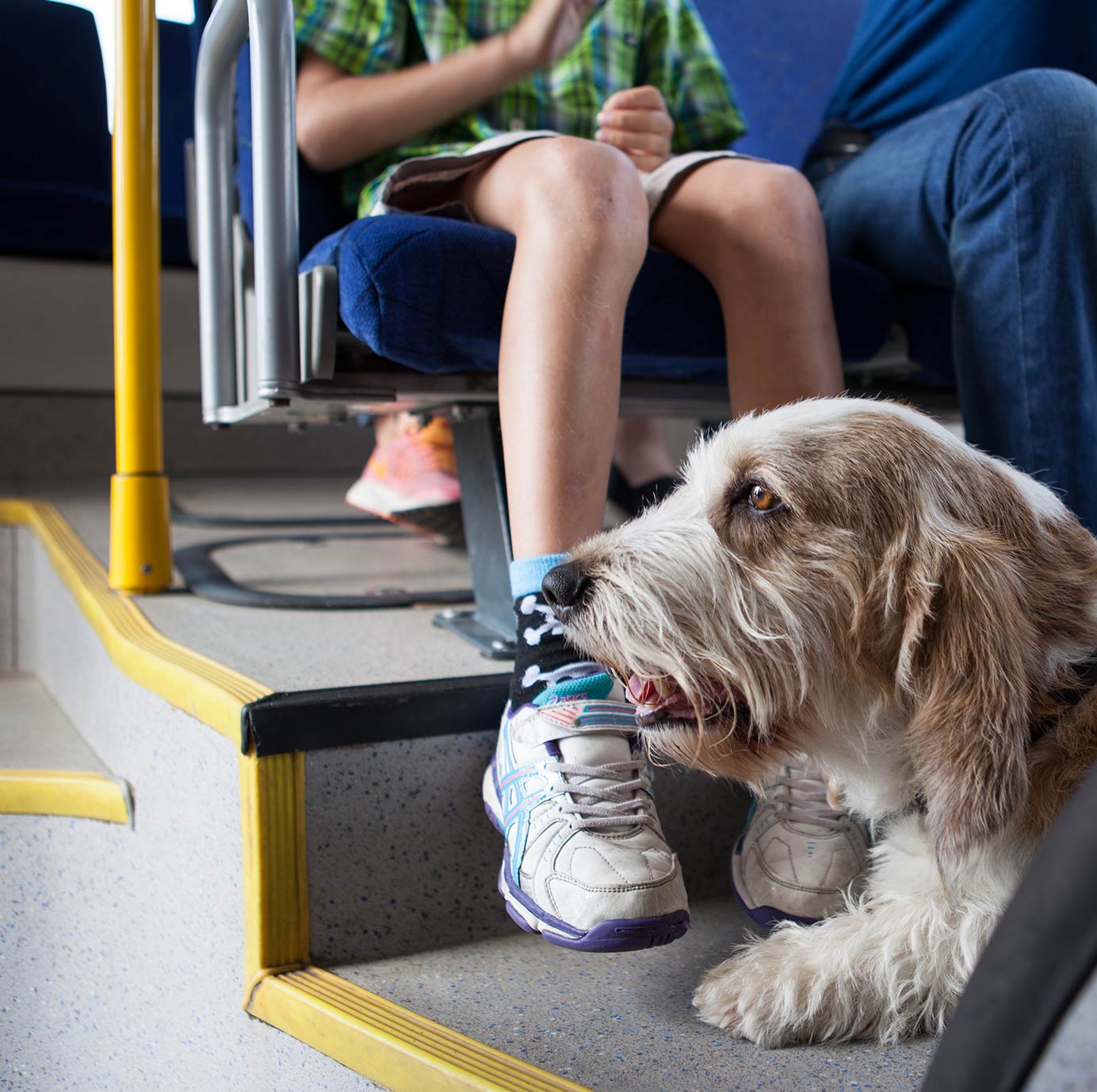 Barn på säte och liggande hund ombord buss