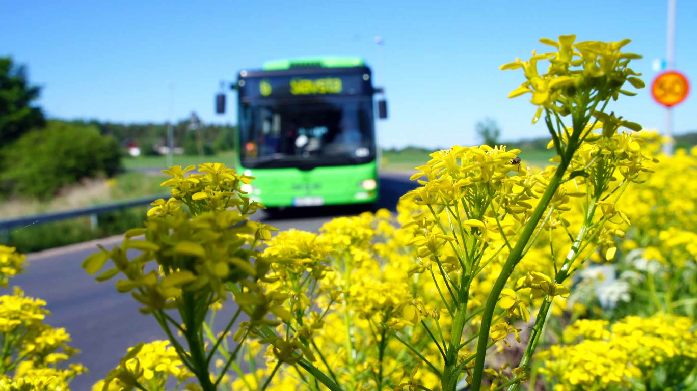 Stadsbuss på sommarväg